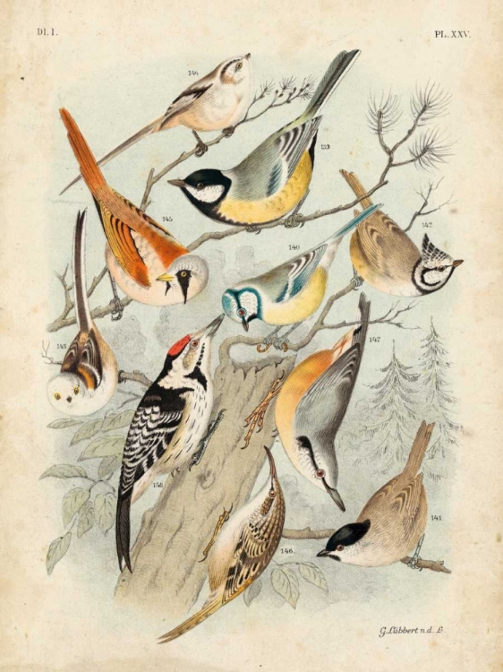 Picture of GATHERING OF BIRDS II