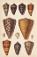 Picture of ANTIQUE CONE SHELLS I