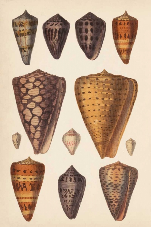 Picture of ANTIQUE CONE SHELLS I