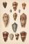 Picture of ANTIQUE CONE SHELLS II