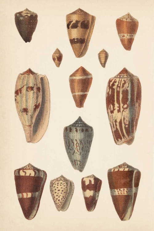 Picture of ANTIQUE CONE SHELLS II