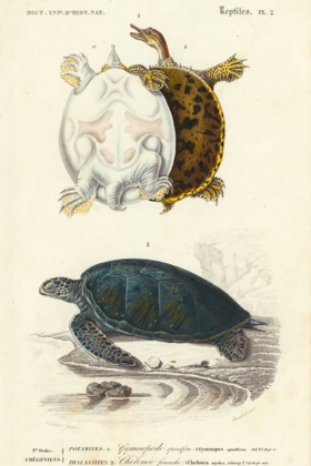 Picture of ANTIQUE TURTLE DUO I