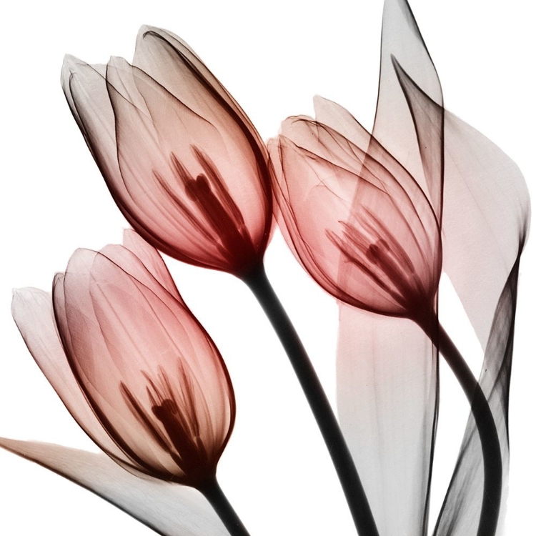 Picture of SPLENDID TULIPS