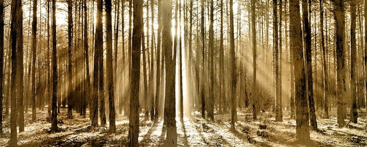 Picture of MORNING THROUGH THE TREES