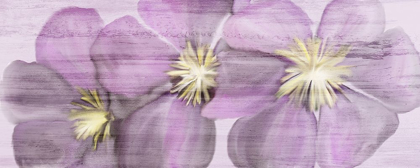 Picture of VIOLET CLEMATIS