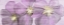 Picture of VIOLET CLEMATIS