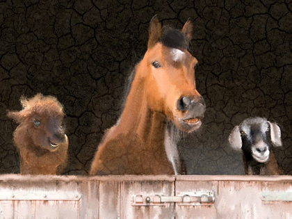 Picture of SMILES FROM THE BARN