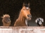 Picture of SMILES FROM THE BARN