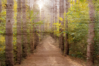Picture of SUNLIGHT PATH