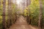 Picture of SUNLIGHT PATH