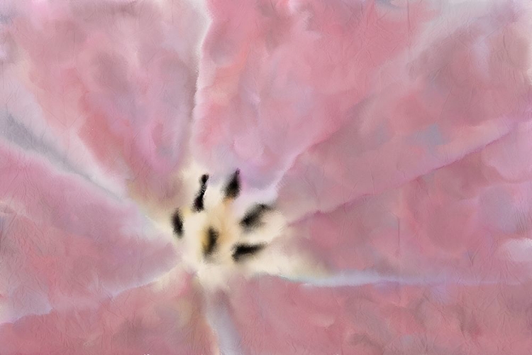 Picture of TULIP CENTER
