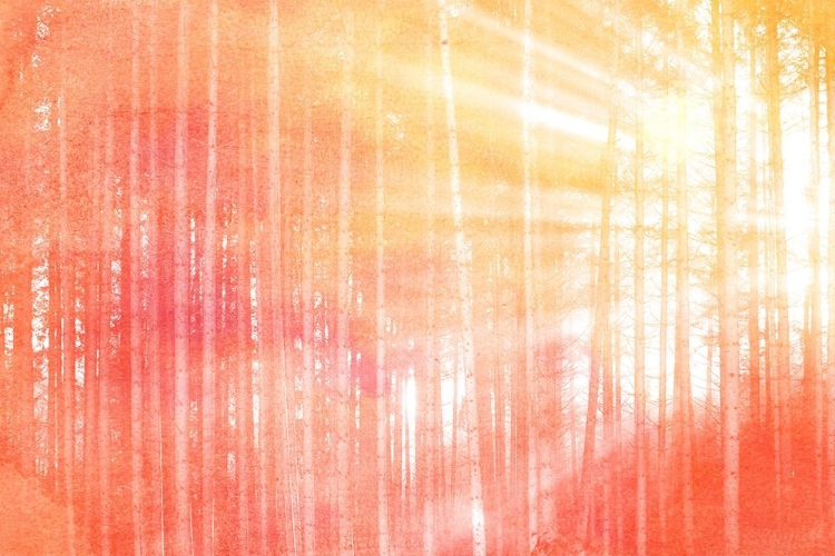 Picture of FOREST BRIGHTS