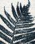 Picture of PRESSED LEAF 2