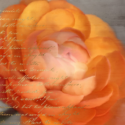 Picture of RANUNCULUS ORANGE