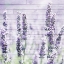 Picture of LAVENDER FIELDS 1