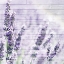 Picture of LAVENDER FIELDS 2