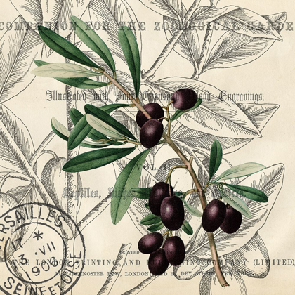 Picture of OLIVE BRANCH 2