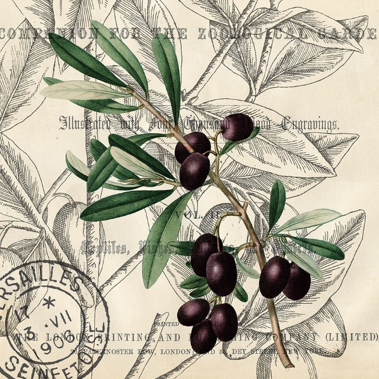 Picture of OLIVE BRANCH 2