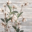 Picture of COTTON DAYS 4
