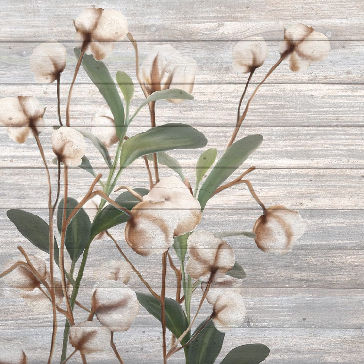 Picture of COTTON DAYS 4