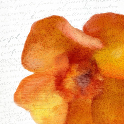 Picture of BOLD BLOOM 2