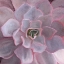 Picture of PURPLE SUCCULENT