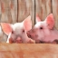Picture of BEST FRIENDS