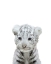 Picture of WHITE TIGER