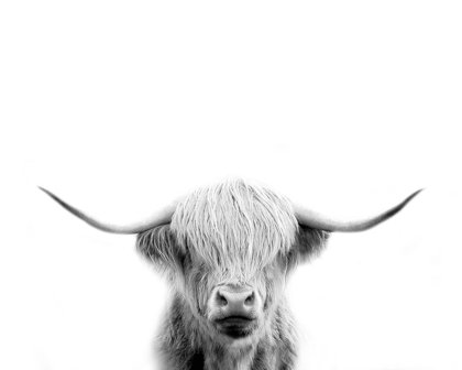 Picture of SCOTTISH COW