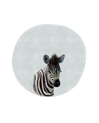 Picture of BABY ZEBRA