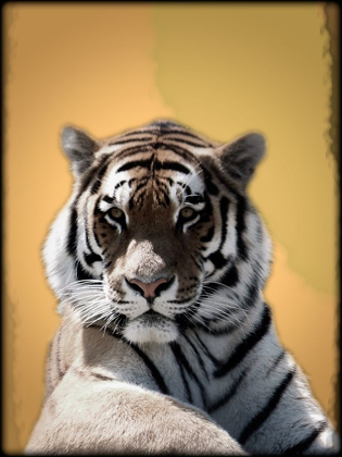 Picture of TIGER IN THOUGHT 2