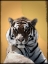 Picture of TIGER IN THOUGHT 2