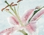 Picture of LILY LOVE 1