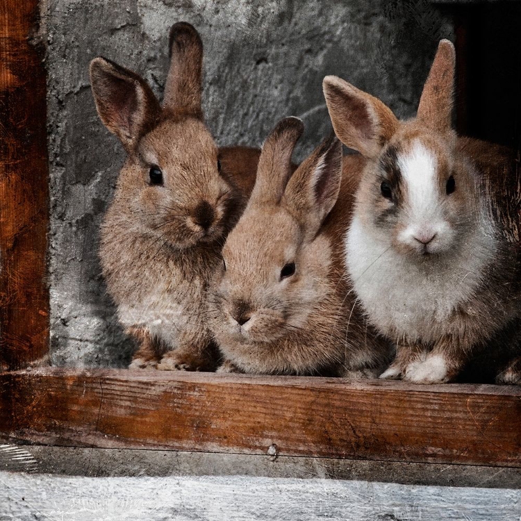 Picture of THREE BUDDIES