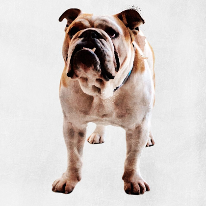 Picture of YEARNING BULLDOG
