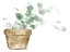 Picture of EUCALYPTUS PLANTED
