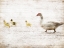 Picture of DUCK DUCK DUCK