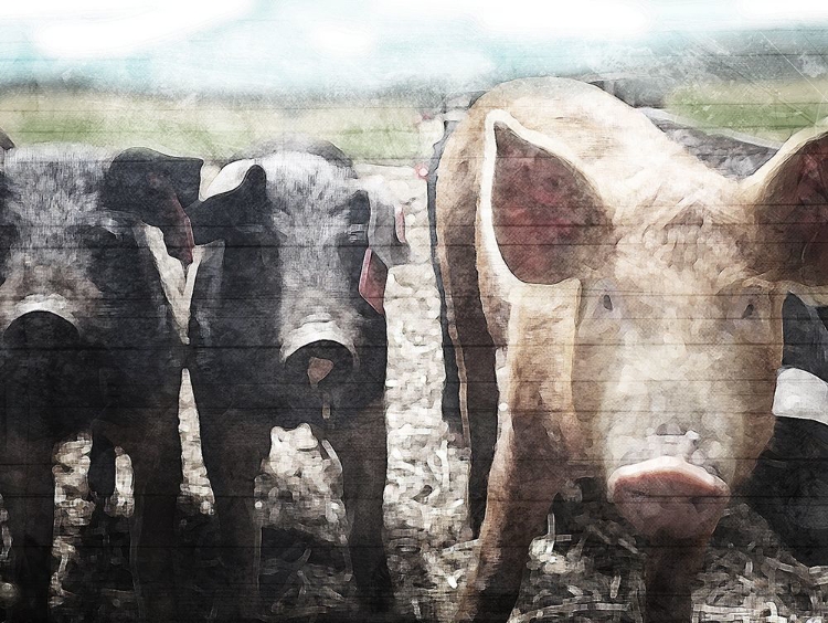 Picture of THREE LITTLE PIGS