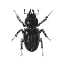Picture of BUG LIFE FOUR