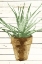 Picture of WOOD PLANT POT