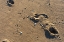 Picture of FOOT PRINTS