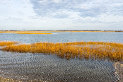 Picture of WINTER MARSH