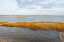 Picture of WINTER MARSH