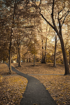 Picture of WOODED PATH