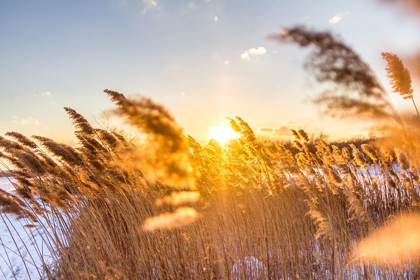 Picture of MARSH GRASS