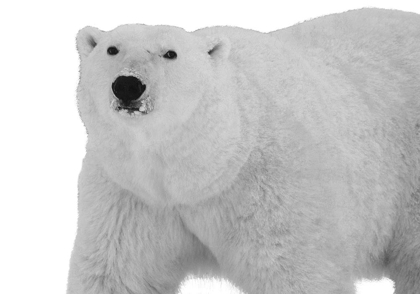 Picture of POLAR BEAR