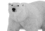 Picture of POLAR BEAR