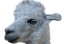 Picture of HELLO LLAMA