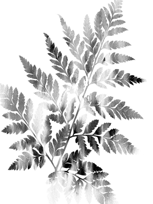 Picture of FADED FERN