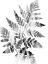 Picture of FADED FERN